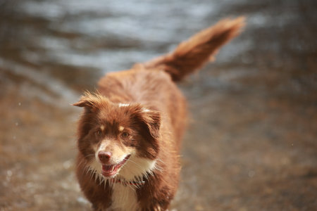 Brown and white dog is standing in the water, looking at the cameraの写真素材