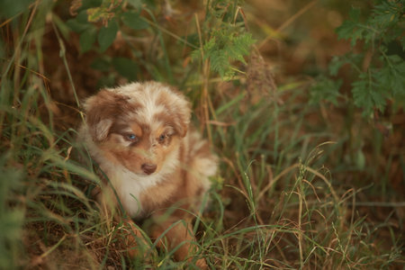 Small brown and white dog is sitting in the grassの写真素材