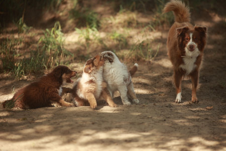 Three dogs are playing in the dirtの写真素材