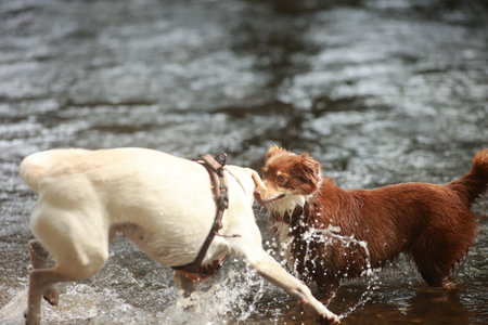 Two dogs are playing in a river, one is white and the other is brown