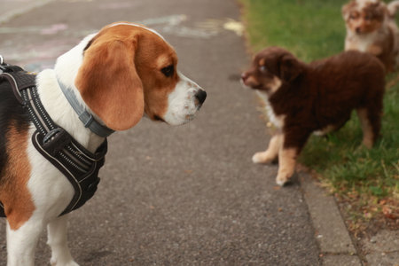 Beagle dog is standing on a sidewalk next to two other dogs