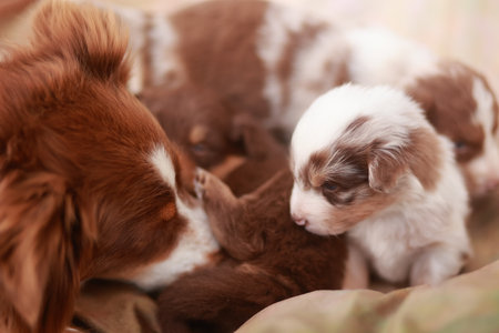 Mother dog is nursing her puppiesの写真素材