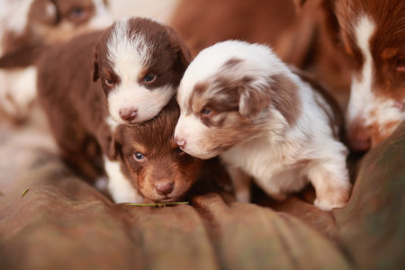 Group of puppies are huddled together on a bedの写真素材