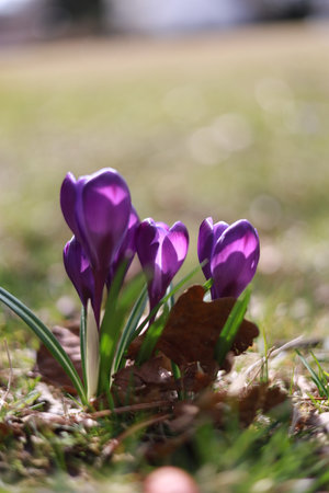A bunch of purple flowers are in a field