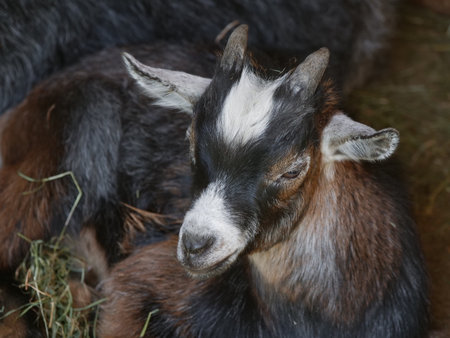 Baby goat is laying down in a field of hayの写真素材