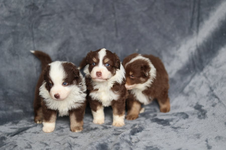 Three puppies are standing on a grey blanketの写真素材