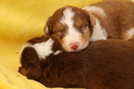 Two puppies are sleeping on a yellow blanketの写真素材