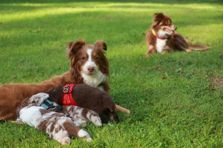 Three dogs are laying on the grass, one of which is a mother and her puppiesの写真素材