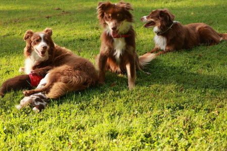 Three dogs are laying on the grassの写真素材