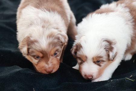 Two puppies are looking at the camera