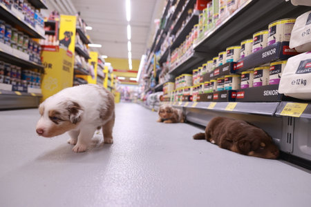 Three puppies are in a pet store aisle