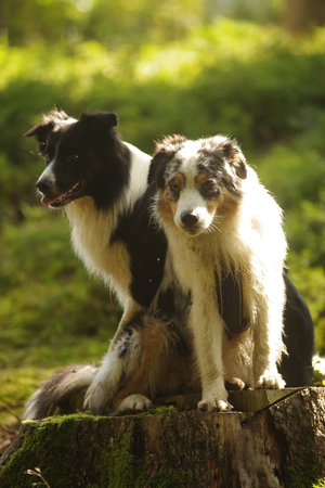 Two dogs are sitting on a tree stump in the woods