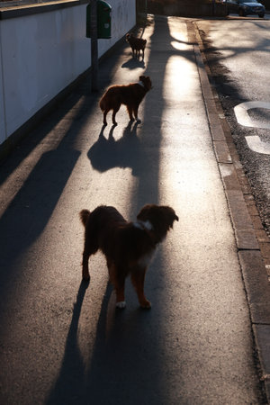 Three dogs are walking down a sidewalk, with one of them looking at the cameraの写真素材