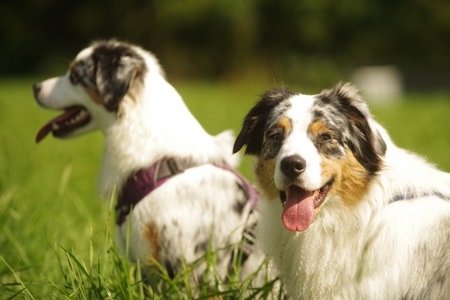 Two dogs are standing in a grassy field, one of which has a purple ha