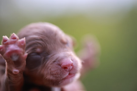A puppy is looking at the camera with its eyes closed