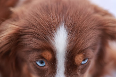 A brown and white dog with blue eyesの写真素材