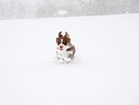 Dog is running through the snowの写真素材