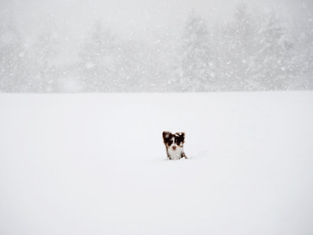 Small dog is standing in the snow, looking up at the cameraの写真素材