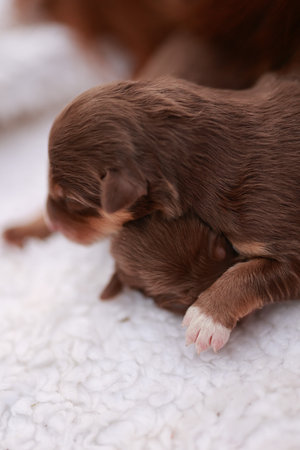 A baby dog is laying on a white blanket with its head on its mothers backの写真素材