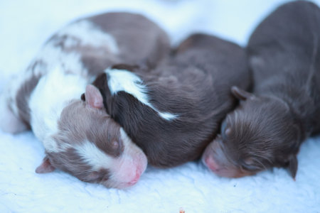 Three puppies are sleeping on a white blanketの写真素材