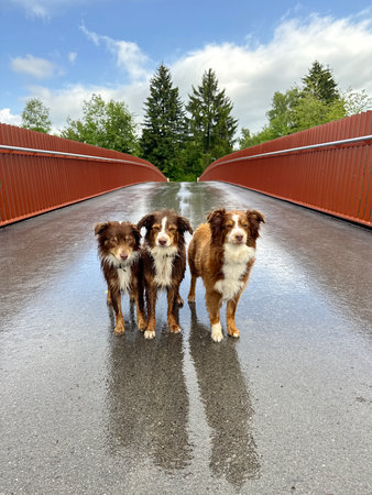 Three dogs standing on a wet road