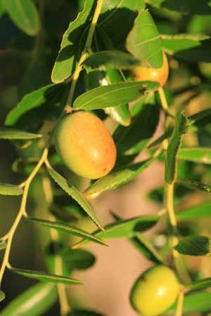 Small green olive hanging from a tree