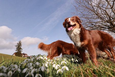 Two brown and white dogs are standing in a field of white flowers