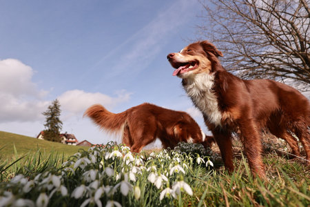 Two brown dogs are standing in a field of white flowers
