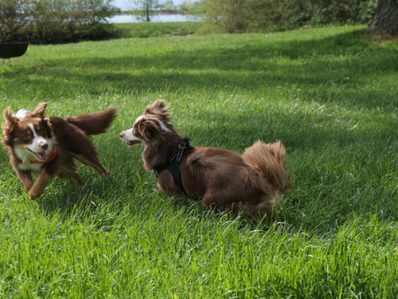 Two dogs are running in a grassy field