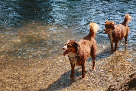Two dogs are playing in the water