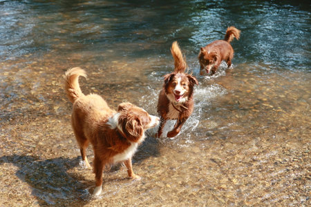 Three dogs are playing in a river