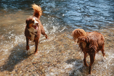 Two dogs are playing in the water, one of which has a collar