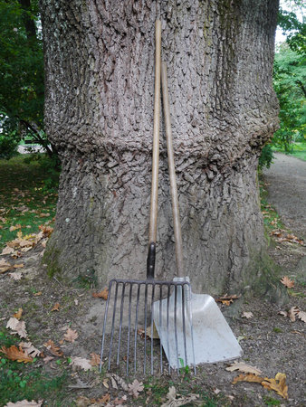 Shovel and a rake are leaning against a tree trunkの写真素材