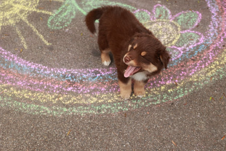 Brown and white dog is standing on a sidewalk with a rainbow in the background