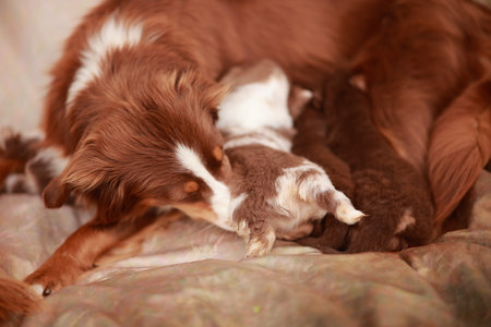 Mother dog is nursing her puppiesの写真素材