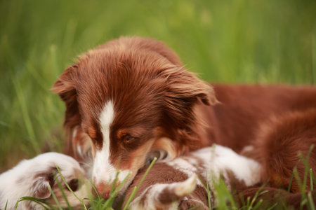 Brown and white dog is laying on the grass and looking at the cameraの写真素材