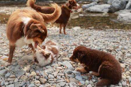 Group of dogs playing on a rocky beach