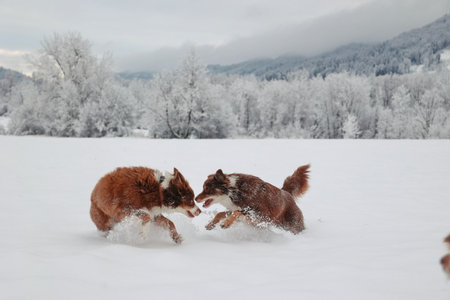 Two dogs are playing in the snow, one of which is brown and white