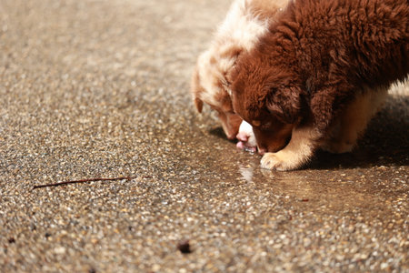 Two puppies are drinking water from a puddle on the ground