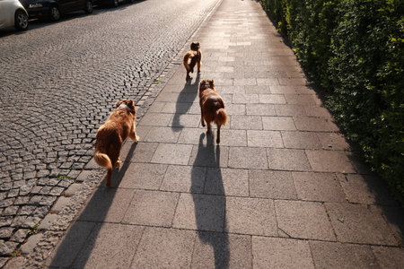 Three dogs are walking down a sidewalk