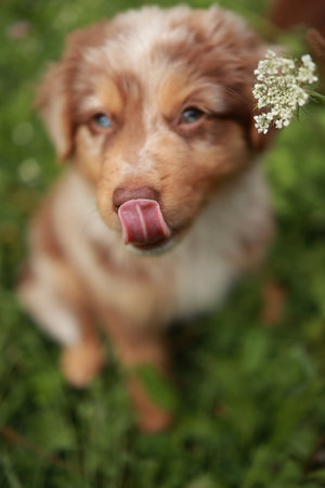Brown and white dog is sitting on the grass and licking its nose
