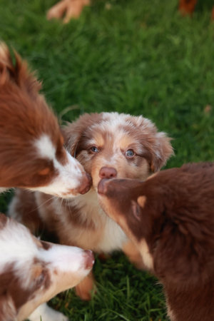 Three puppies are playing together in a grassy field