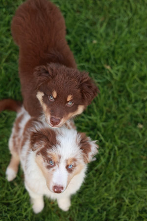 Two brown and white dogs standing on a green grassy field