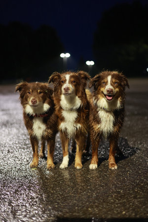 Three brown and white dogs standing in a row on a wet road