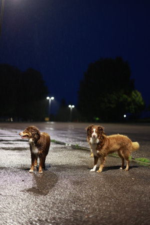 Two dogs standing in the rain on a wet road
