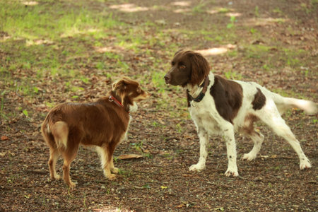 Two dogs are standing in a field, one brown and one white