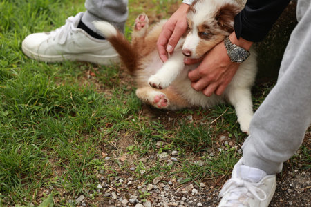 Person is petting a dog on the grassの写真素材