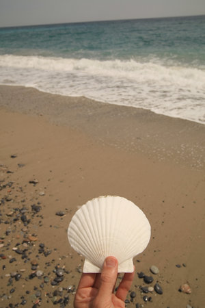 Person is holding a white seashell on a beach