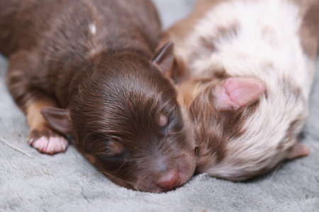 Two puppies are sleeping on a blanketの写真素材