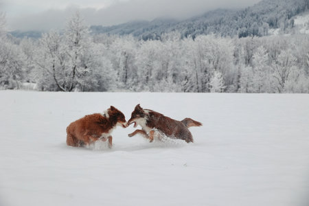 Two dogs playing in the snow, one of them is brown